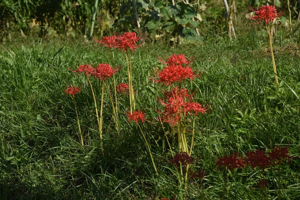 Vörös Pók Liliom Amaryllidaceae Évelő Mérgező Hagymaféle — Stock Fotó