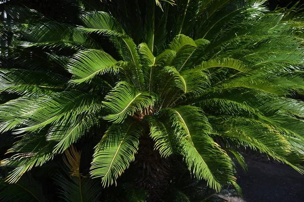 Japanse Sago Palm Cycas Revoluta Cycadaceae Groenblijvende Struik — Stockfoto
