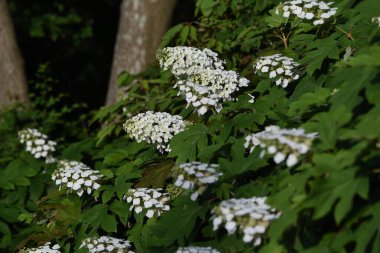 Oakleaf hydrangea (Hydrangea quercifolia 'Snow flake' ) is a Hidrangeaceae deciduous shrub with bright white flowers that bloom in cones from May to July. clipart
