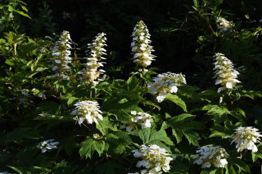 Oakleaf hydrangea (Hydrangea quercifolia 'Snow flake'), Mayıs-Temmuz ayları arasında kozalaklar halinde açan bir Hidrangeaceae yaprak döken çalısıdır..