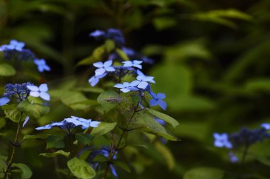 Ortanca, yağmur mevsiminde gelişmiş bir kalix ile beyaz, mavi, mor ya da kırmızı çiçekler üreten bir Ortanca yaprak döken çalıdır..