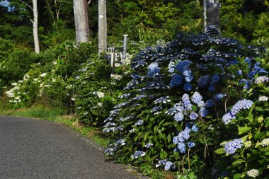 Ortanca, yağmur mevsiminde gelişmiş bir kalix ile beyaz, mavi, mor ya da kırmızı çiçekler üreten bir Ortanca yaprak döken çalıdır..