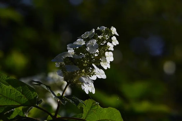Oakleaf Hydrangea Hydrangea Quercifolia Snow Flake Hidrangeaceae Deciduous Shrub Bright — Stock Photo, Image
