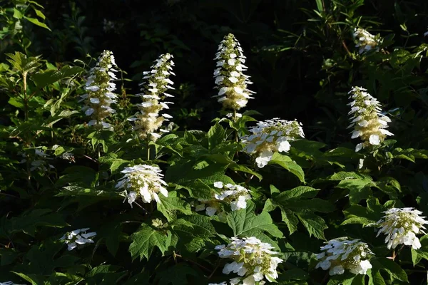 Oakleaf hydrangea (Hydrangea quercifolia 'Snow flake'), Mayıs-Temmuz ayları arasında kozalaklar halinde açan bir Hidrangeaceae yaprak döken çalısıdır..