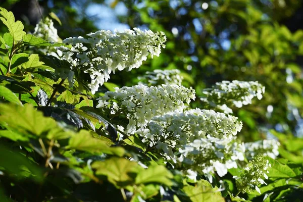 绿叶水草 Oakleaf Hydrangea 是一种石榴科落叶灌木 5月至7月间开花于球果中 开有明亮的白色花朵 — 图库照片