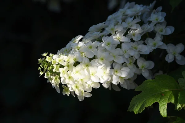 Ortensia Delle Foglie Quercia Hydrangea Quercifolia Snow Flake Arbusto Deciduo — Foto Stock