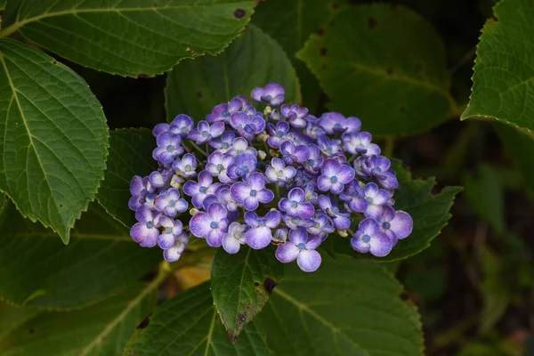 Hydrangea Hydrangeaceae Deciduous Shrub Produces White Blue Purple Red Flowers — Stock Photo, Image