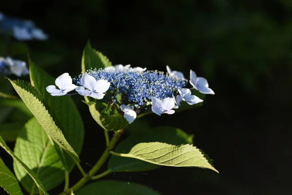 Hydrangea Hydrangeaceae Deciduous Shrub Produces White Blue Purple Red Flowers — Stock Photo, Image