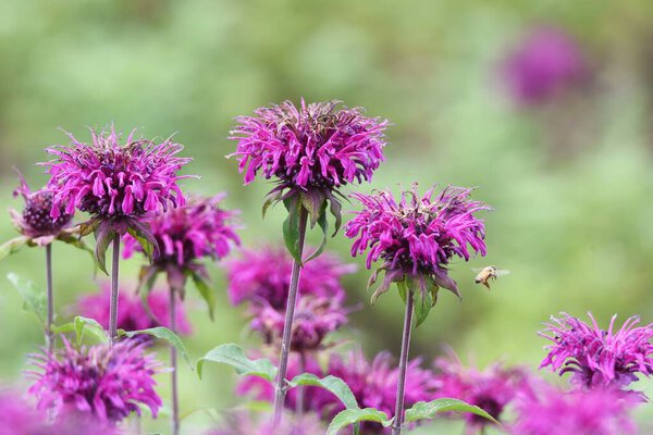 Monarda is a Lamiaceae perennial plant and is used by beekeepers as a source of nectar and is also called Beebalm.