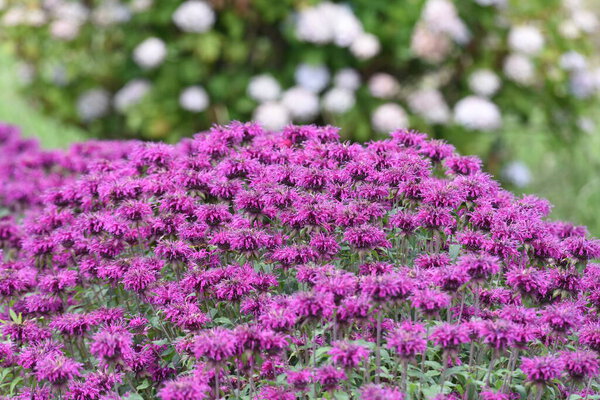 Monarda is a Lamiaceae perennial plant and is used by beekeepers as a source of nectar and is also called Beebalm.