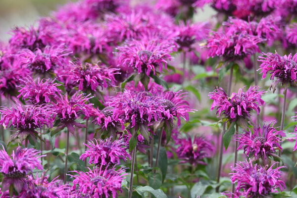 Monarda is a Lamiaceae perennial plant and is used by beekeepers as a source of nectar and is also called Beebalm.