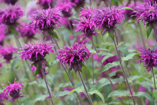 Monarda is a Lamiaceae perennial plant and is used by beekeepers as a source of nectar and is also called Beebalm.
