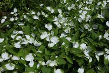 Çin kertenkelesinin kuyruğu (
