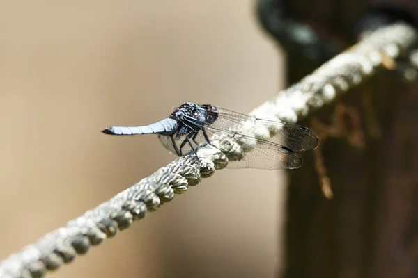 Épervier Queue Bleue Orthetrum Triangulare Melania Mâle — Photo