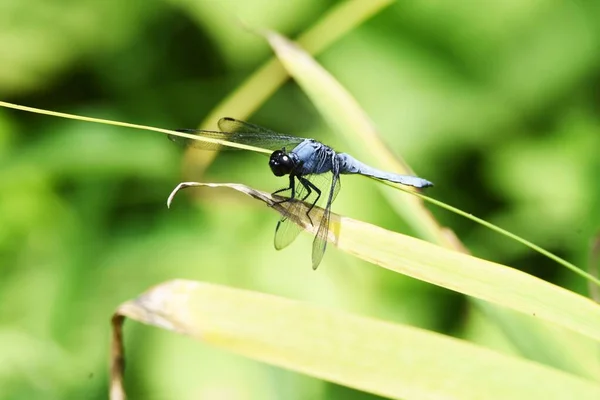 Épervier Queue Bleue Orthetrum Triangulare Melania Mâle — Photo