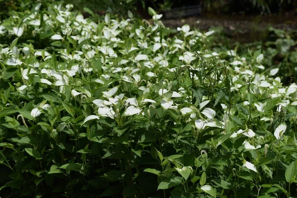 Chinese Lizard Tail Saururus Chinensis Saururaceae Deciduous Plant Grows Clusters — Stock Photo, Image