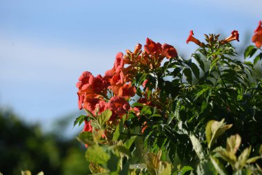 Çin trompet sarmaşığı, yazdan sonbahara kadar açan ve ağaçlarda ve duvarlarda yetişen güzel turuncu çiçekleri olan Bignoniaceae yapraklı bir sarmaşıktır..