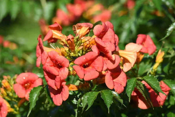 Čínský Trumpetista Opadavé Vinné Révy Krásnými Oranžovými Květy Které Kvetou — Stock fotografie