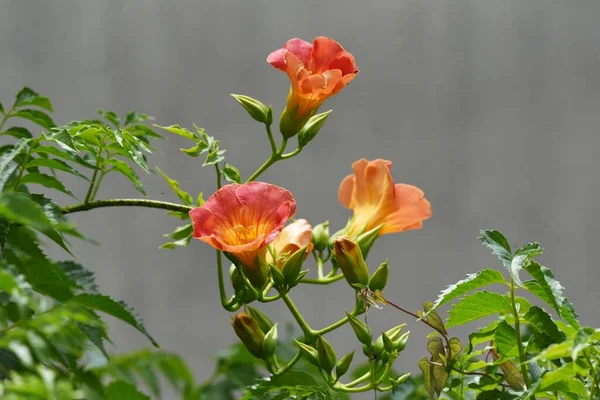 Trombettiere Cinese Una Vite Decidua Bignoniaceae Con Bellissimi Fiori Arancio — Foto Stock