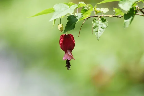 Trailing Abutilon Malvaceae Vintergrön Buske Hemma Brasilien Med Mycket Ljus — Stockfoto