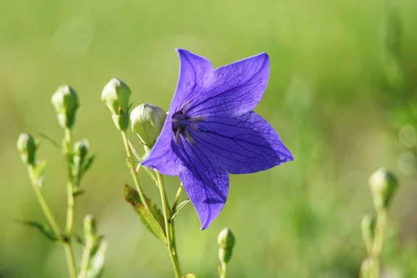 中国の鐘花 バルーン花 6月9月に咲く青紫色の星型の花を咲かせます — ストック写真