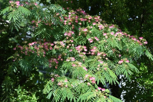 Soirier Est Arbre Feuilles Caduques Fabaceae Qui Produit Des Fleurs — Photo