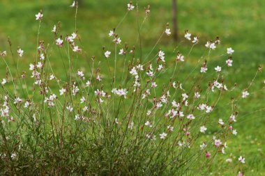 Arı çiçeği (Gaura), Mayıs-Kasım ayları arasında filizlenen bir Onagraceae bitkisidir..