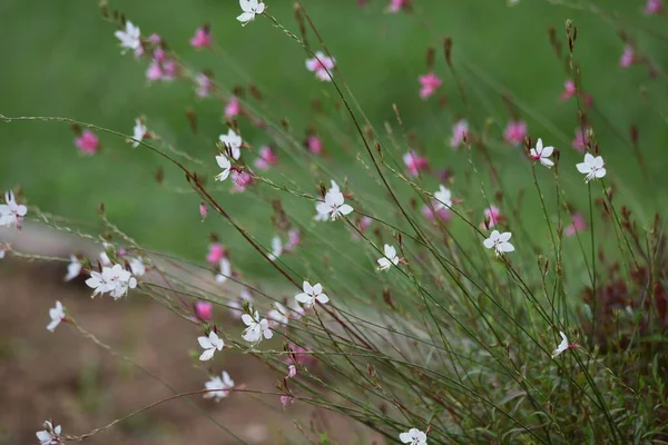 Bee Blossom Gaura Onagraceae Perennial Plant Long Blooming Flower May — Stock Photo, Image