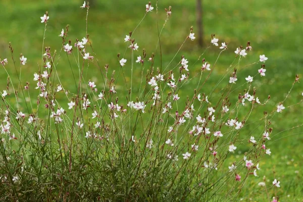 Bee Blossom Gaura Onagraceae Perennial Plant Long Blooming Flower May — Stock Photo, Image