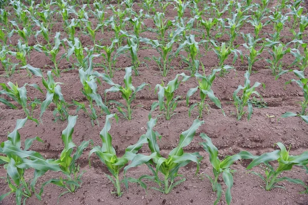 トウモロコシ栽培 ポリーア穀物は播種後約90日で収穫することができます — ストック写真
