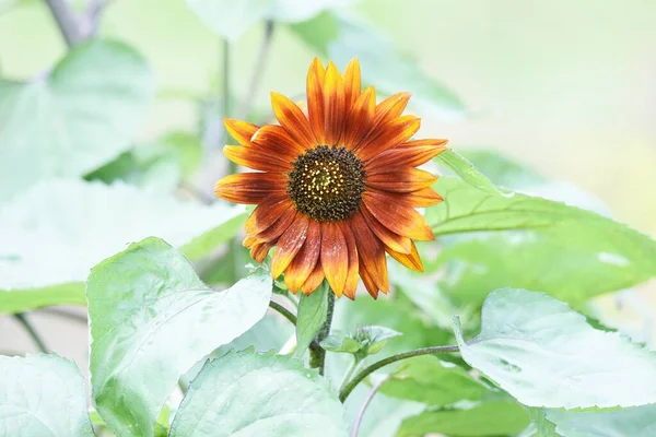 Après Midi Été Lorsque Les Tournesols Variété Brune Sont Fleurs — Photo