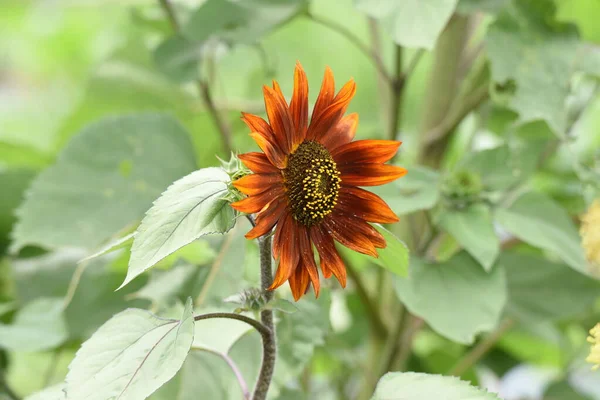 Après Midi Été Lorsque Les Tournesols Variété Brune Sont Fleurs — Photo