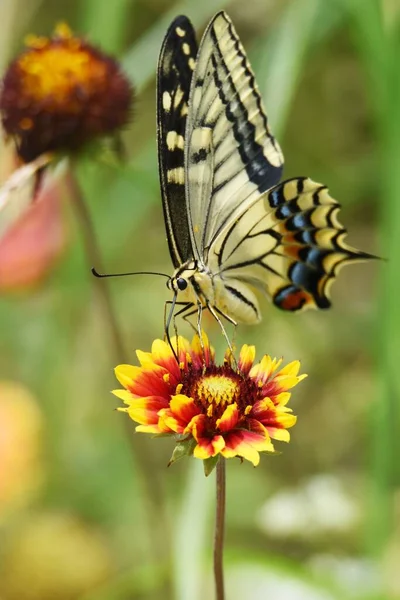 Una Mariposa Golondrina Chupando Néctar Una Flor —  Fotos de Stock