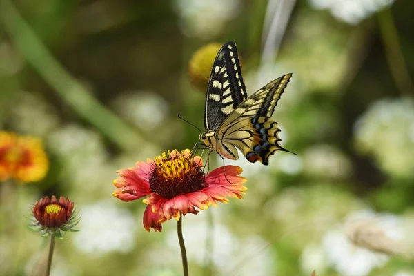 Una Mariposa Golondrina Chupando Néctar Una Flor —  Fotos de Stock