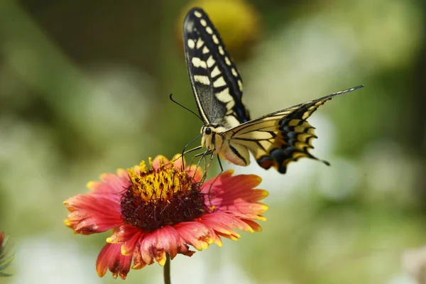 Una Mariposa Golondrina Chupando Néctar Una Flor —  Fotos de Stock