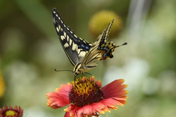 Una Mariposa Golondrina Chupando Néctar Una Flor —  Fotos de Stock