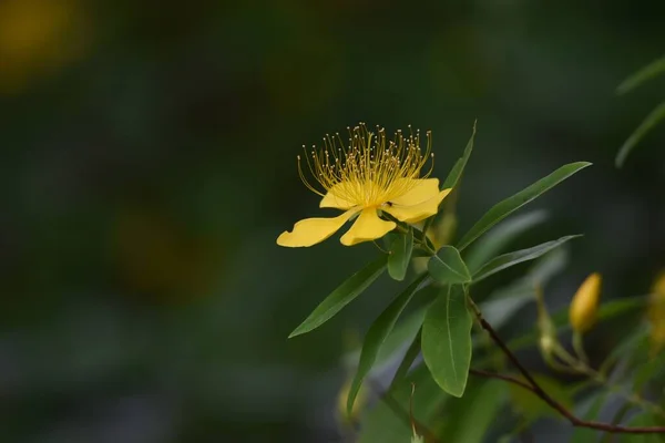 Chinese Hypericum Hypericaceae Plant Produces Bright Yellow Five Petaled Flowers — Stock Photo, Image