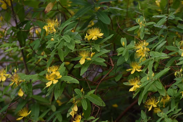 Čínská Hypericum Hypericaceae Rostlina Která Produkuje Jasně Žluté Pět Okvětních — Stock fotografie