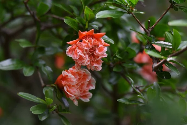 Granaty Kwitną Jasnoczerwone Kwiaty Wczesnym Latem Słodkie Kwaśne Bogate Witaminę — Zdjęcie stockowe