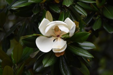 Güney manolyası bir Magnoliaceae yemyeşil ağacıdır. Yazın başlarında açan büyük beyaz çiçekleri vardır. Yumuşak bir koku verir..