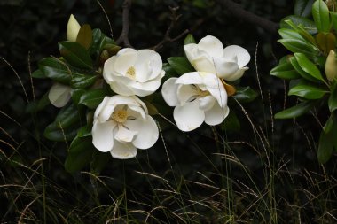 Güney manolyası bir Magnoliaceae yemyeşil ağacıdır. Yazın başlarında açan büyük beyaz çiçekleri vardır. Yumuşak bir koku verir..