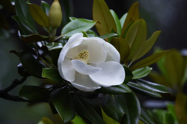 Southern Magnolia Magnoliaceae Evergreen Tree Large White Flowers Bloom Early — Stock Photo, Image