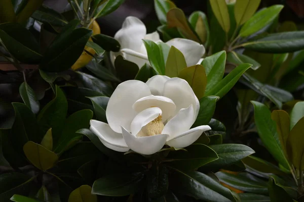 Jižní Magnólie Věčně Zelený Strom Magnoliaceae Velkými Bílými Květy Které — Stock fotografie