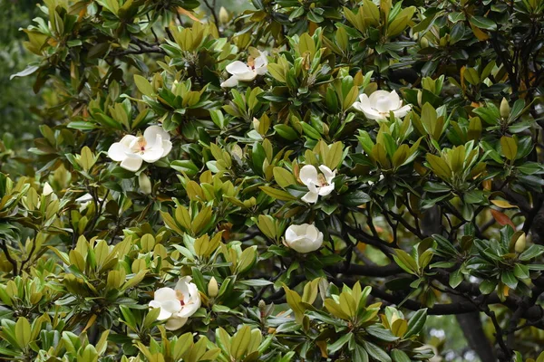 Southern Magnolia Magnoliaceae Evergreen Tree Large White Flowers Bloom Early — Stock Photo, Image