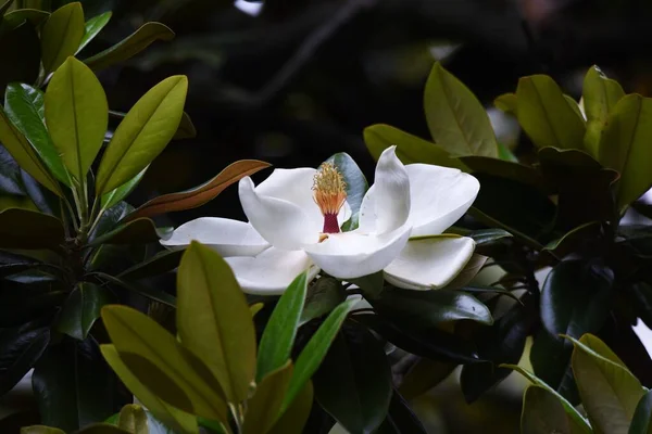 南方的木兰花是一种木兰花科常绿树 有巨大的白色花朵 在初夏盛开 散发着柔和的香气 — 图库照片