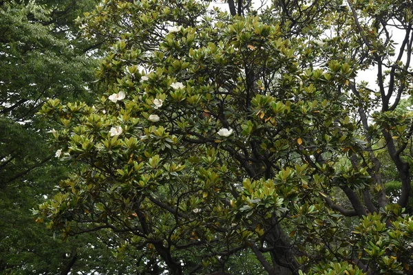 Magnolia grandiflora fotos de stock, imágenes de Magnolia grandiflora sin  royalties | Depositphotos