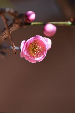 Japonya 'da, Japon kayısı çiçekleri şubatta tam çiçeklenir..