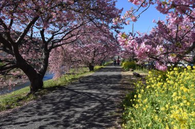 Kawazuzakura, Minami Izu, Shizuoka Bölgesi, Japonya adında erken açan kiraz çiçekleri için ünlü bir yer..