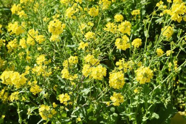 Shizuoka Bölgesi, Minamiizu 'daki Japonya' da bir turistik bölge / Tecavüz Sahası.