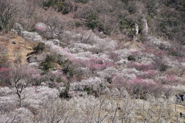 Japonya / Yugawara Ume Garden, Kanagawa İlçesinde Bahar Çekimleri.